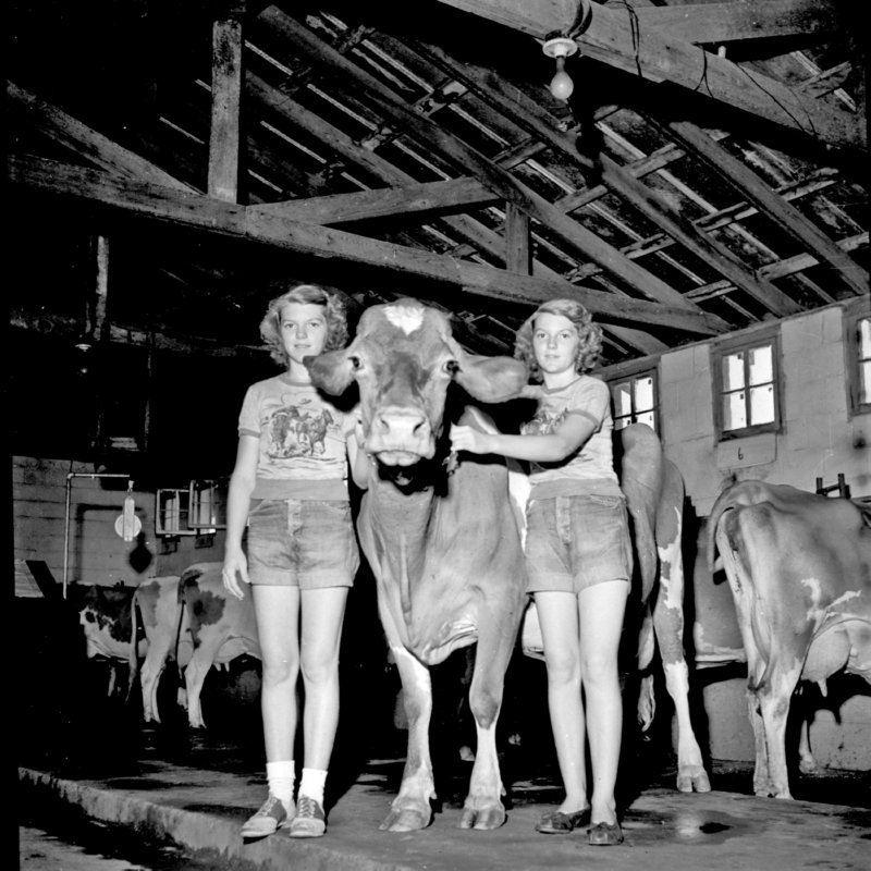 034_Here's the bell cow. (undated).jpg